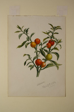 Solanum dulcamara berries