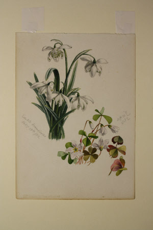 Snowdrops and Wood-sorrel