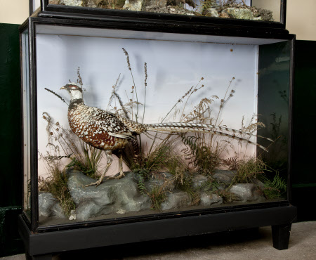 Pheasant