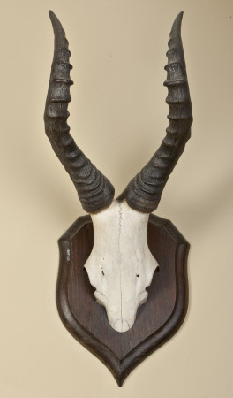 Antelope skull