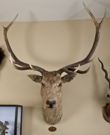 Deer head