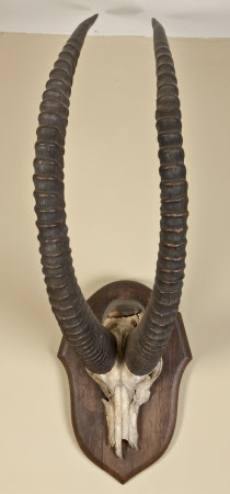 Antelope skull