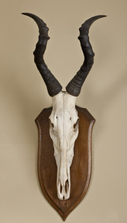 Antelope skull