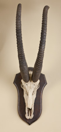 Antelope skull