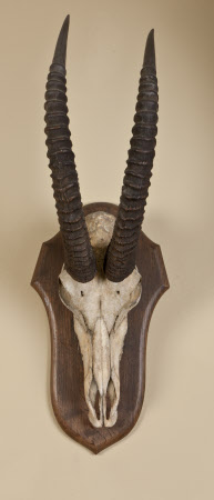 Antelope skull