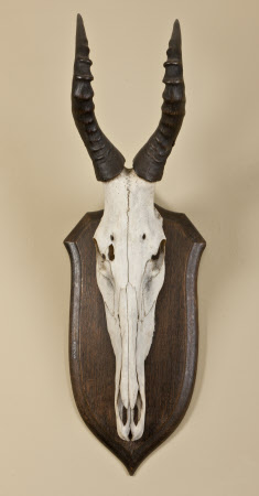Antelope skull