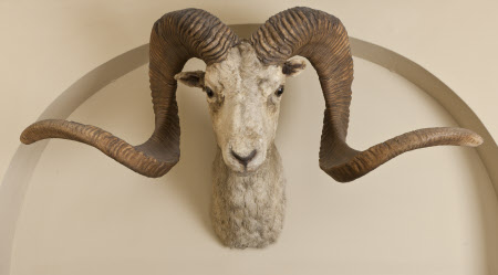 Mouflon head