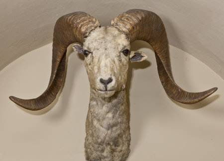 Mouflon head