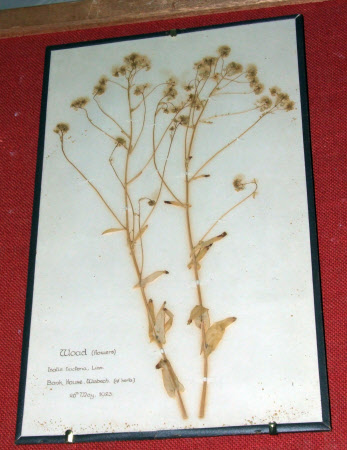 Woad flowers, Isatis tinctoria, Linn