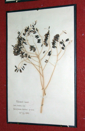 Woad seeds, Isatis tinctoria, Linn