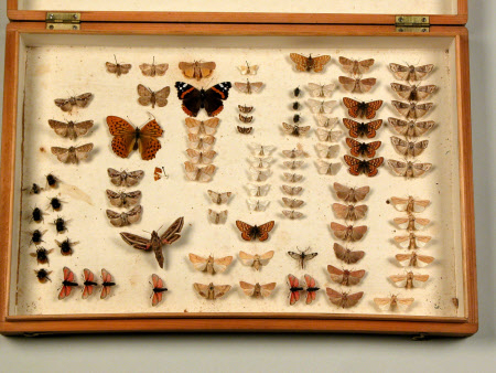 Butterfly box