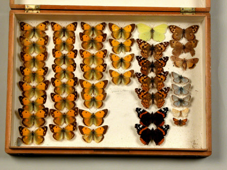 Butterfly box