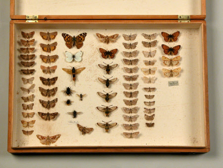 Butterfly box
