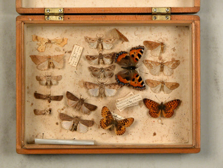 Specimen box