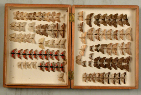 Specimen box