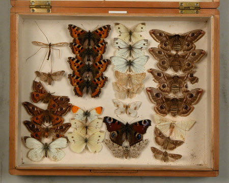 Specimen box