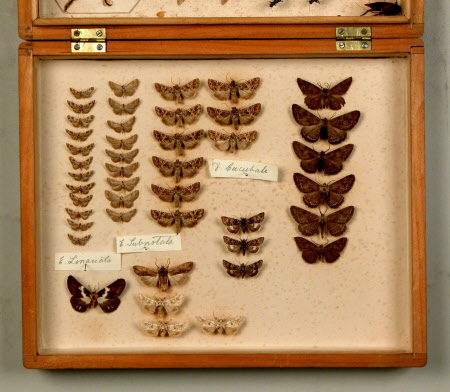 Specimen box