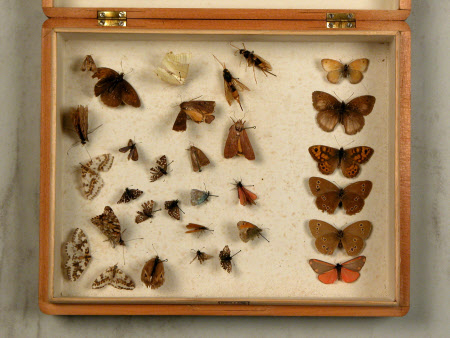 Specimen box