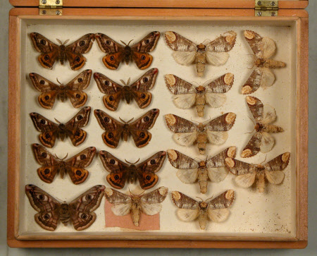 Specimen box