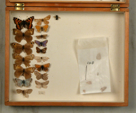 Specimen box