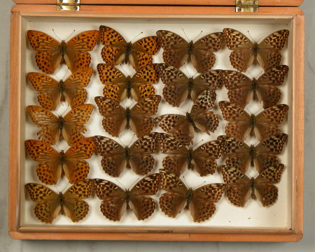Specimen box