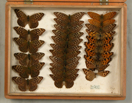 Specimen box