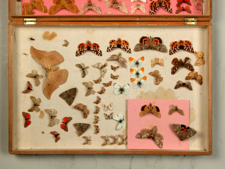 Specimen box