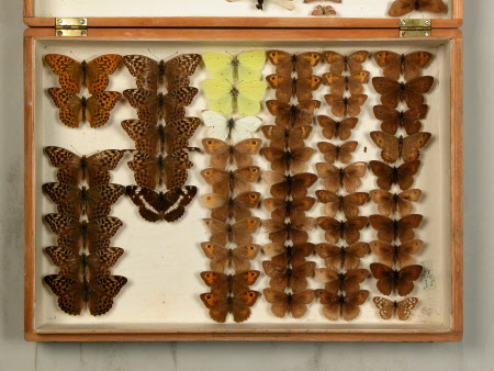 Specimen box