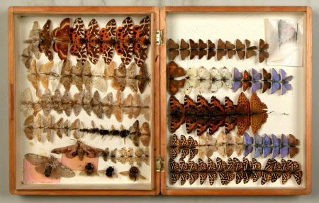 Specimen box