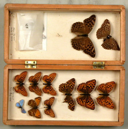 Specimen box