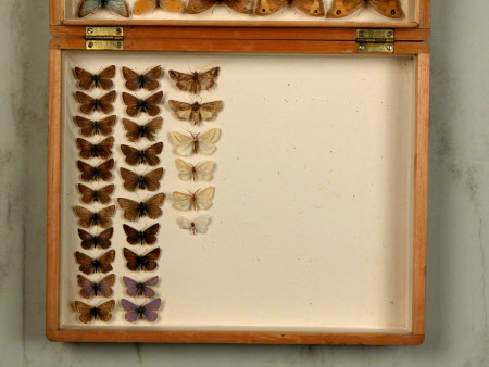 Specimen box