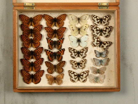 Specimen box