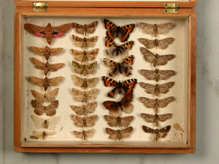 Specimen box