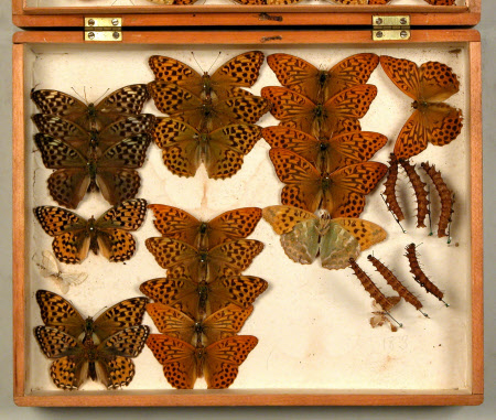 Specimen box
