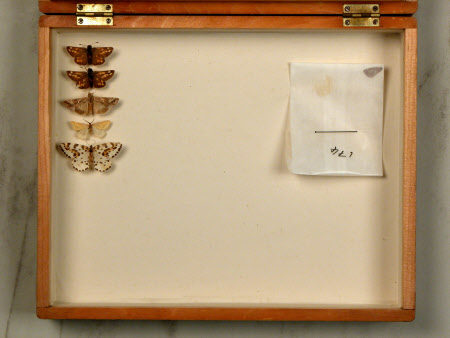 Specimen box