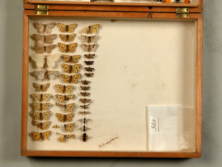 Specimen box