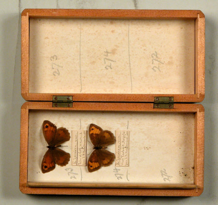Specimen box