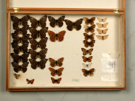 Specimen box