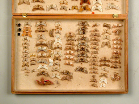 Specimen box