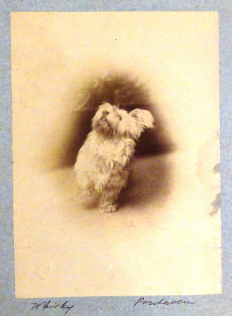 A Dog Named 'Whisky'