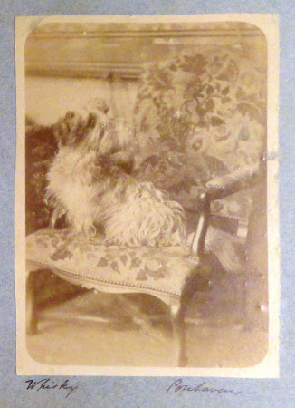 'Whisky' The Dog Sitting on a Chair