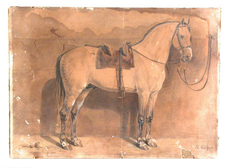 A Grey Horse 