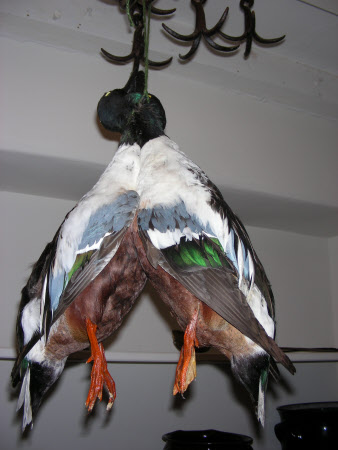 Shoveler