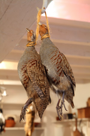 Grey partridge