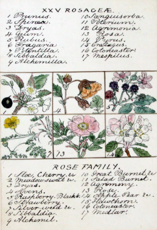 Peckover House © National Trust / Sue James