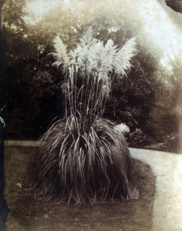Pampas Grass