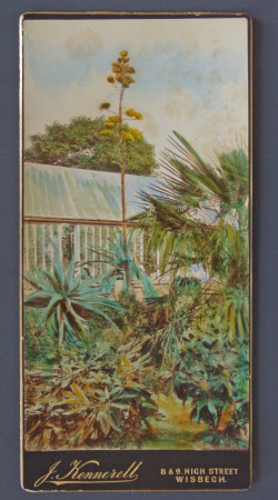 Agave Americana Flowering at Sibald's Holme, Wisbech August 1889