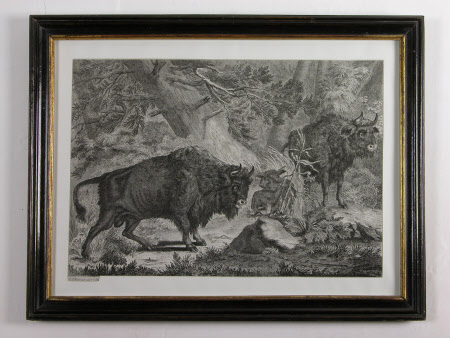 Bison