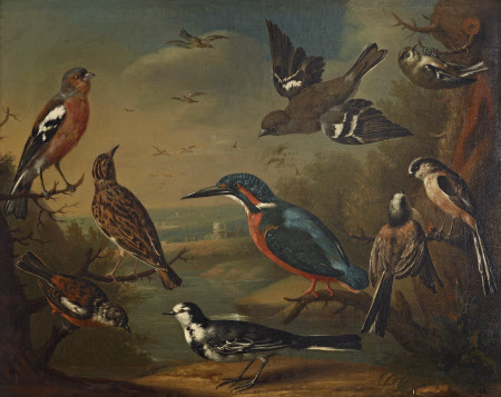 British Birds (Pair of Chaffinches, Goldcrest; Woodlark; Kingfisher; Long Tailed Tits; Stonechat ...