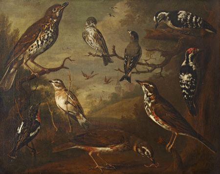 British Birds: Cock Redwing; Hen Redwing; Cock Winchat; Hen Winchat; Cock Aberderine; Cock Small ...